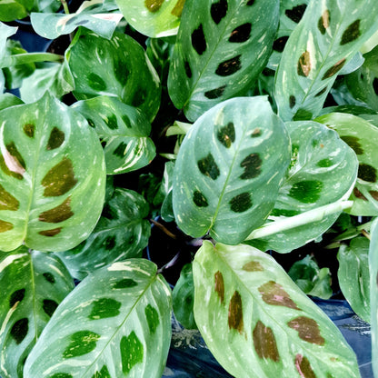 Maranta Cintho Variegated Houseplant 6cm pot