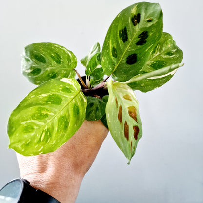 Maranta Cintho Variegated Houseplant 6cm pot