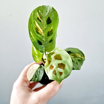 Maranta Cintho Variegated Houseplant 6cm pot