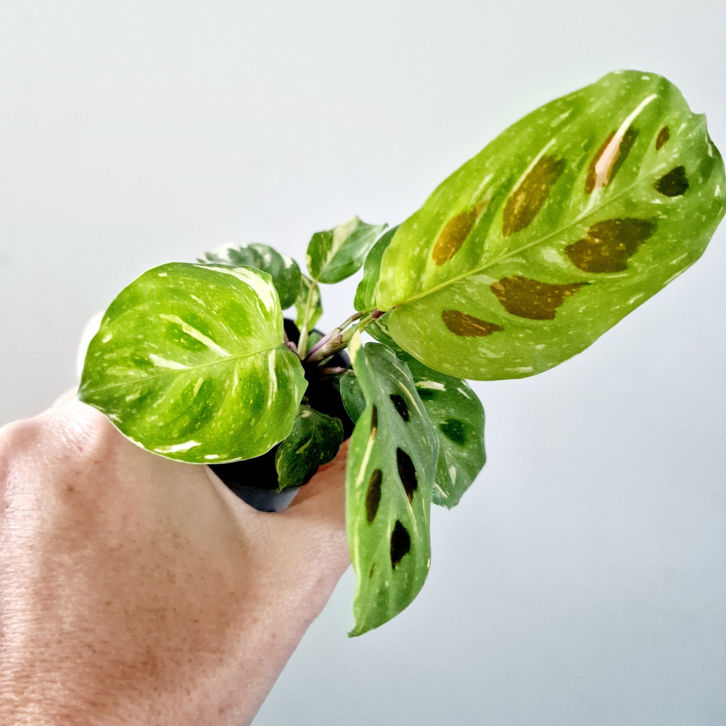 Maranta Cintho Variegated Houseplant 6cm pot