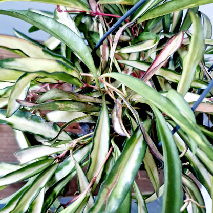 Hoya Wayetii Tricolor Houseplant 14cm hanging  pot