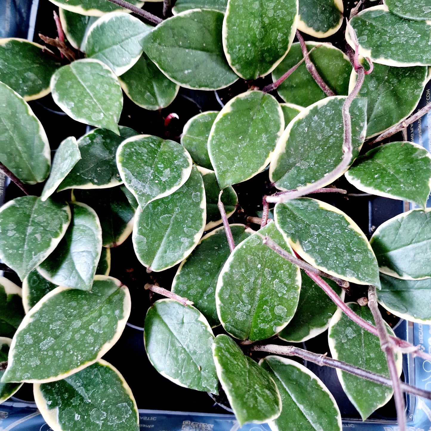 Hoya Flamingo Dream Houseplant 6cm pot