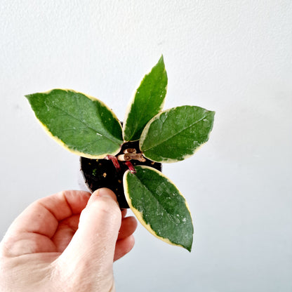 Hoya Flamingo Dream Houseplant 6cm pot