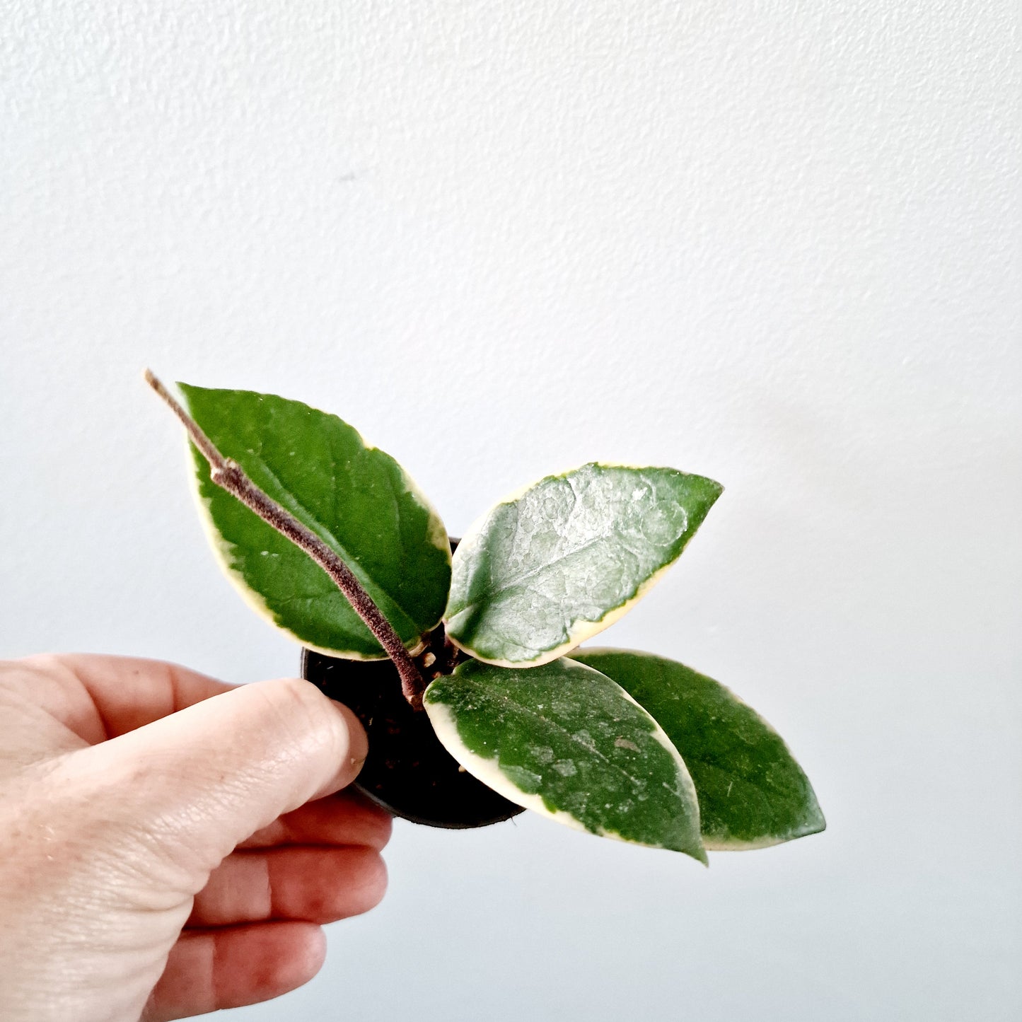 Hoya Flamingo Dream Houseplant 6cm pot