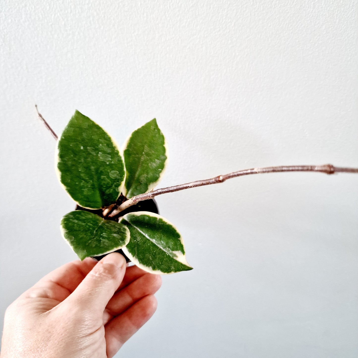 Hoya Flamingo Dream Houseplant 6cm pot