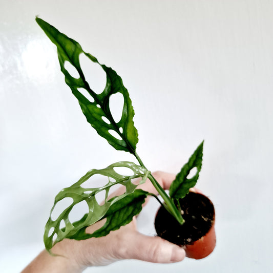 Monstera Obliqua Peru Rare Houseplant 6cm pot