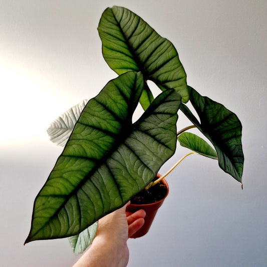 Alocasia Platinum Rare Houseplant 12cm pot