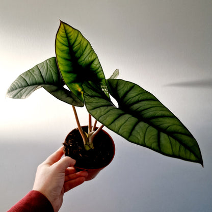 Alocasia Platinum Rare Houseplant 12cm pot