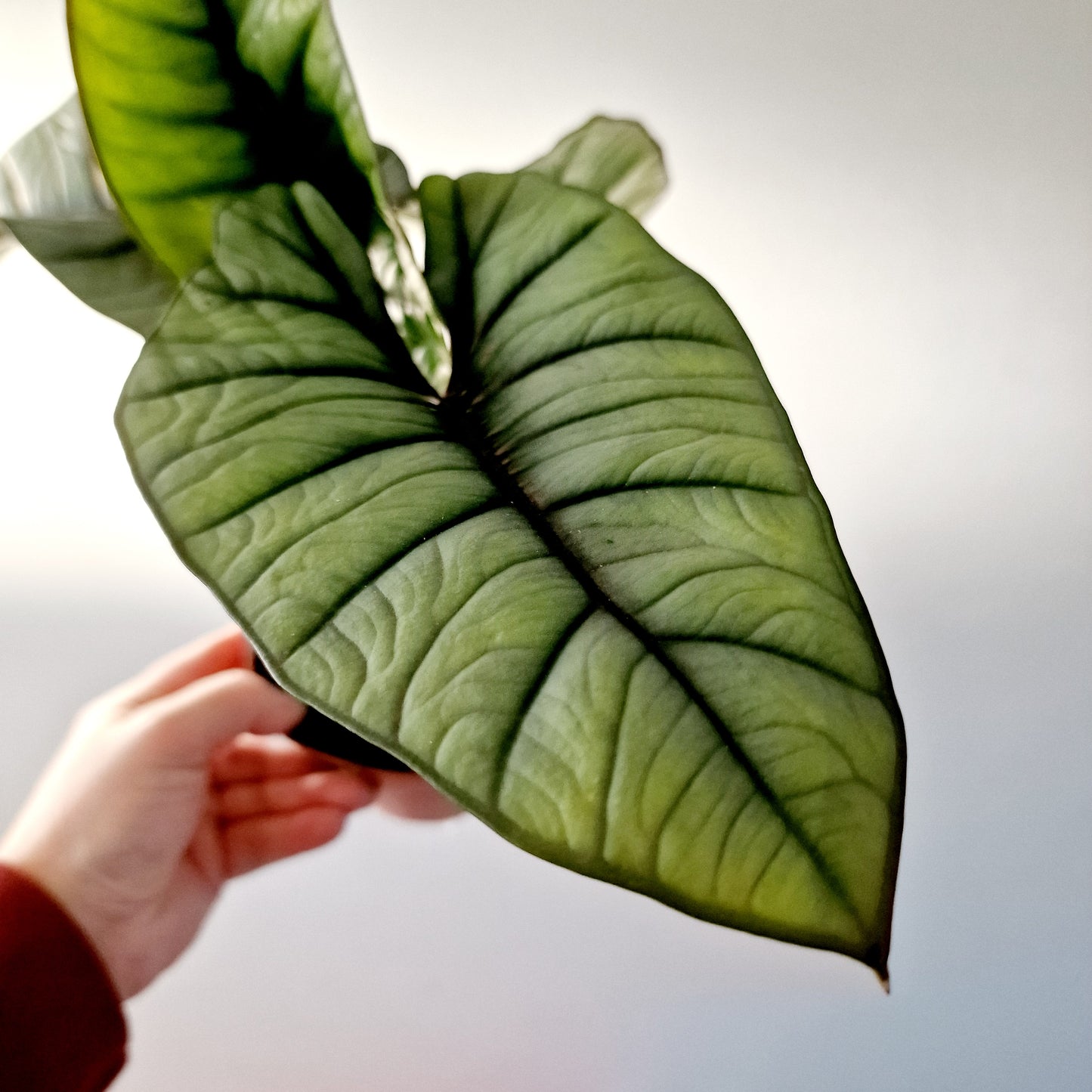 Alocasia Platinum Rare Houseplant 12cm pot