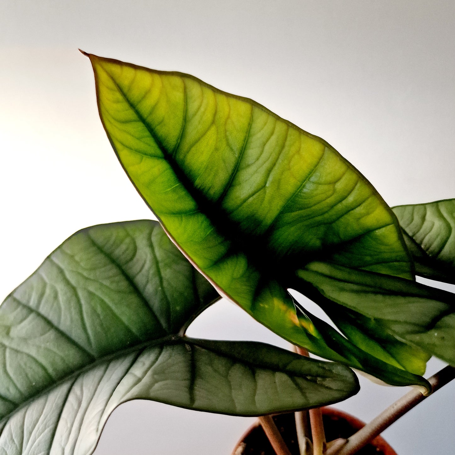 Alocasia Platinum Rare Houseplant 12cm pot