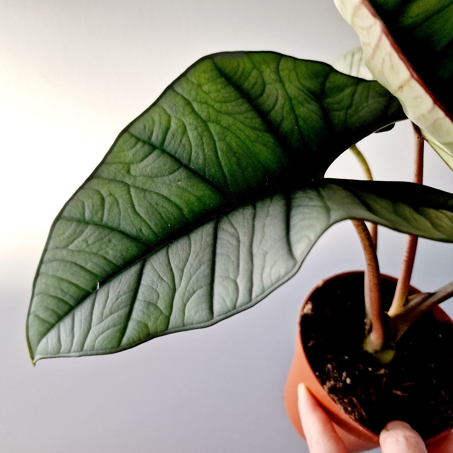 Alocasia Platinum Rare Houseplant 12cm pot