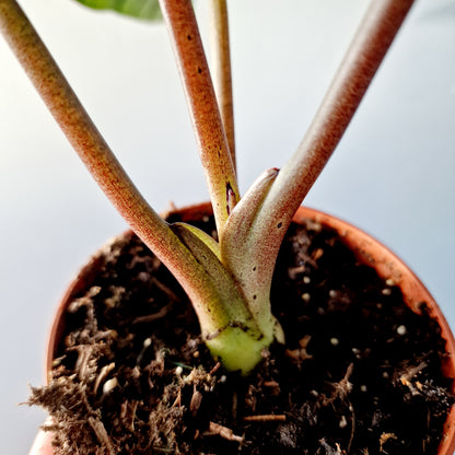 Alocasia Platinum Rare Houseplant 12cm pot