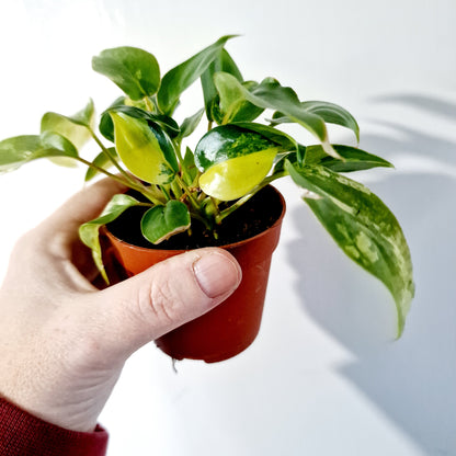 Philodendron Burle Marx Variegata Houseplant 7cm pot