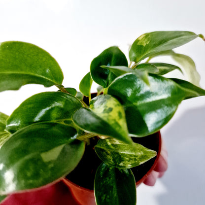 Philodendron Burle Marx Variegata Houseplant 7cm pot