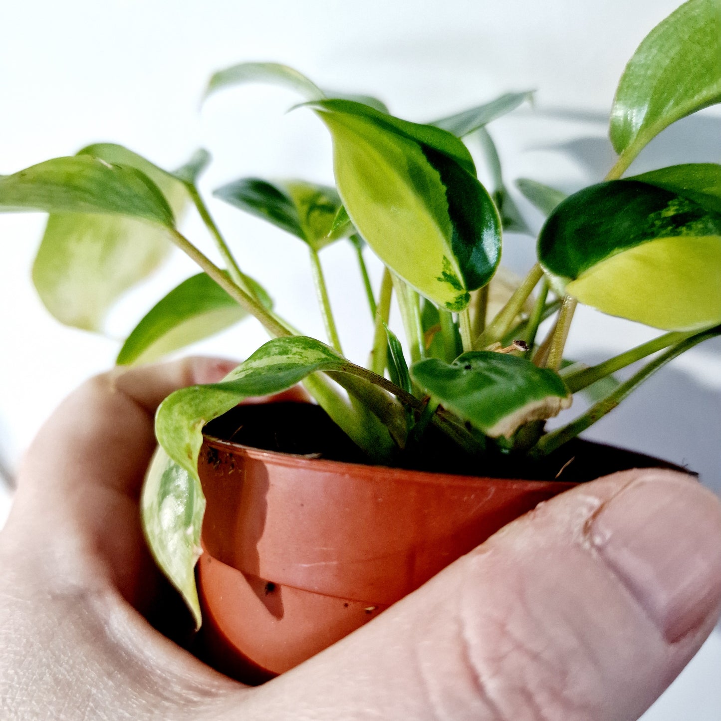 Philodendron Burle Marx Variegata Houseplant 7cm pot