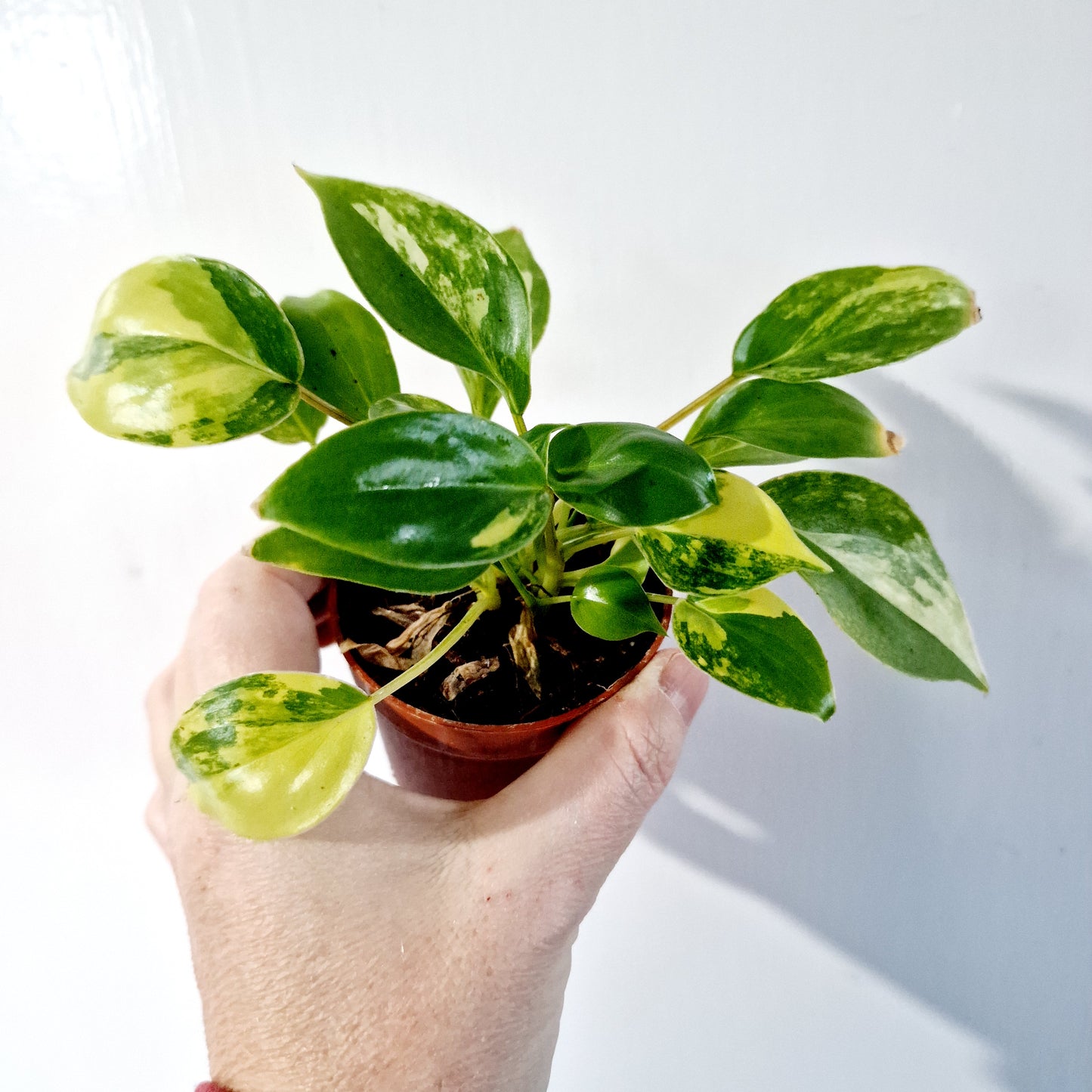 Philodendron Burle Marx Variegata Houseplant 7cm pot