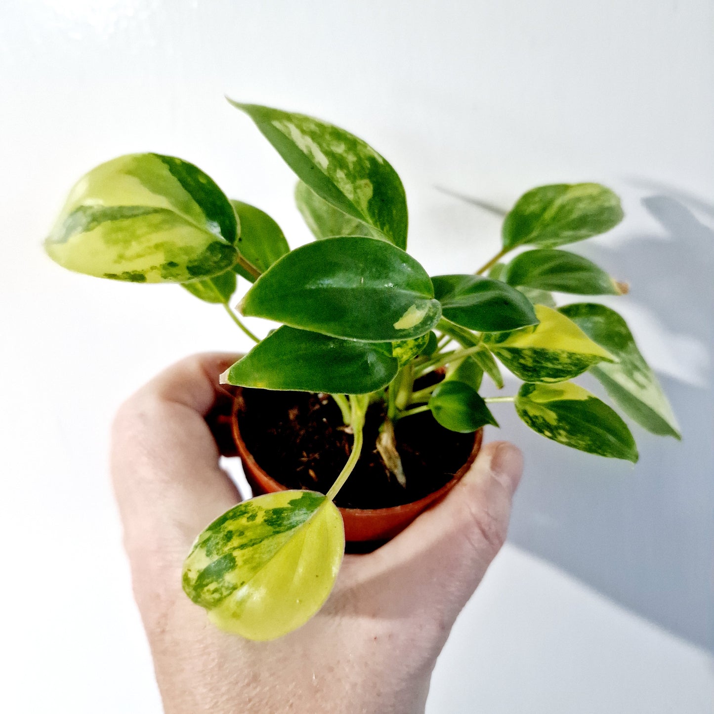 Philodendron Burle Marx Variegata Houseplant 7cm pot