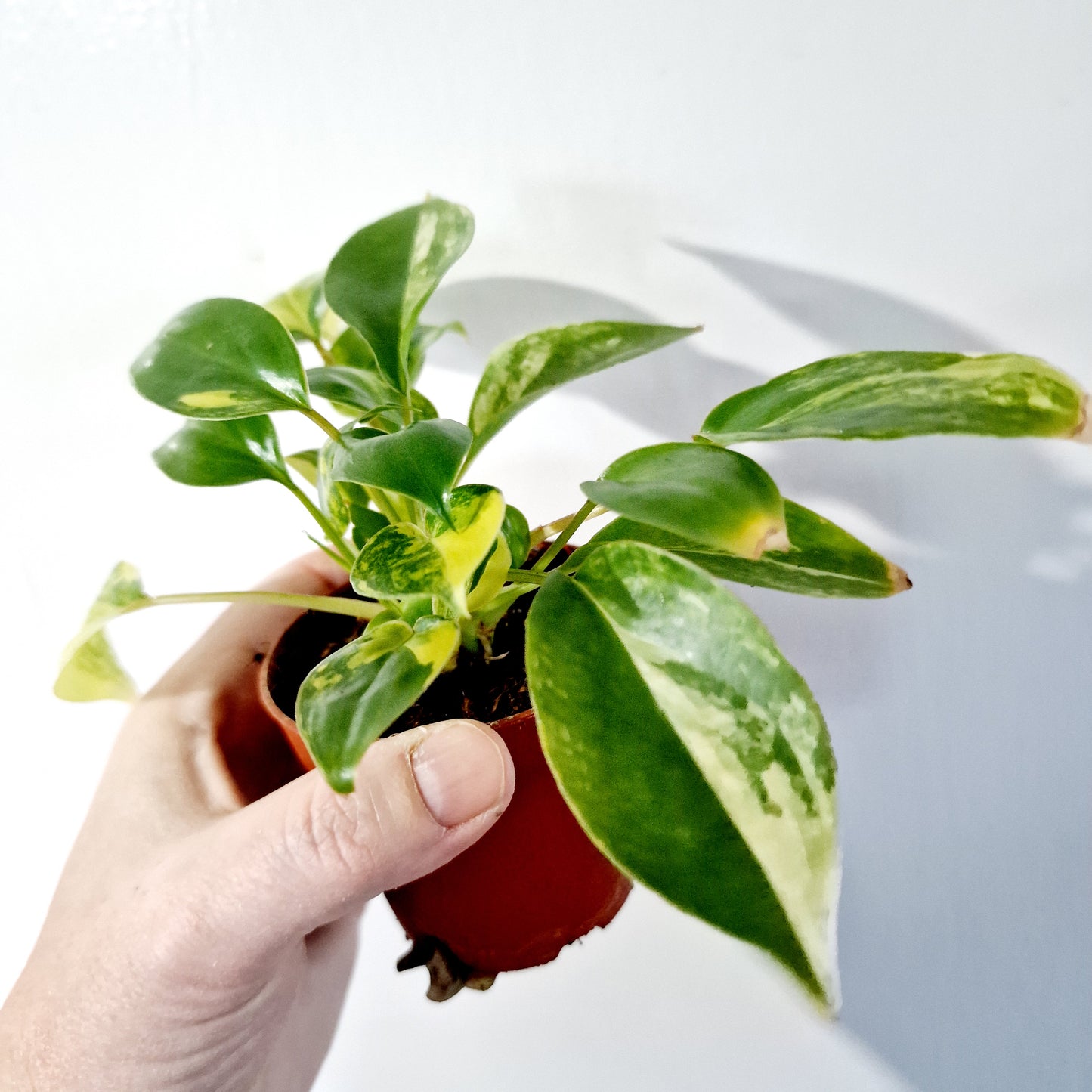 Philodendron Burle Marx Variegata Houseplant 7cm pot