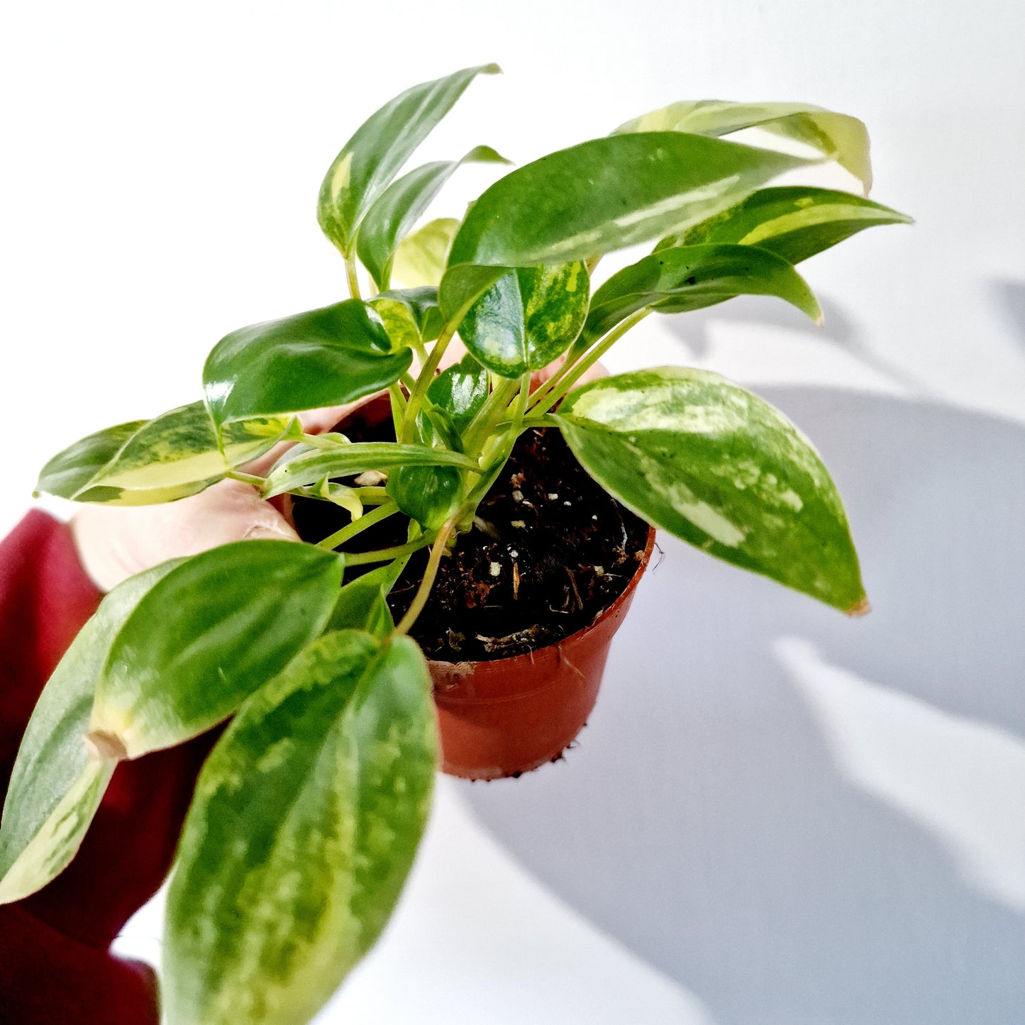 Philodendron Burle Marx Variegata Houseplant 7cm pot