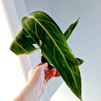 Anthurium Warocqueanum Rare Houseplant 10.5cm pot