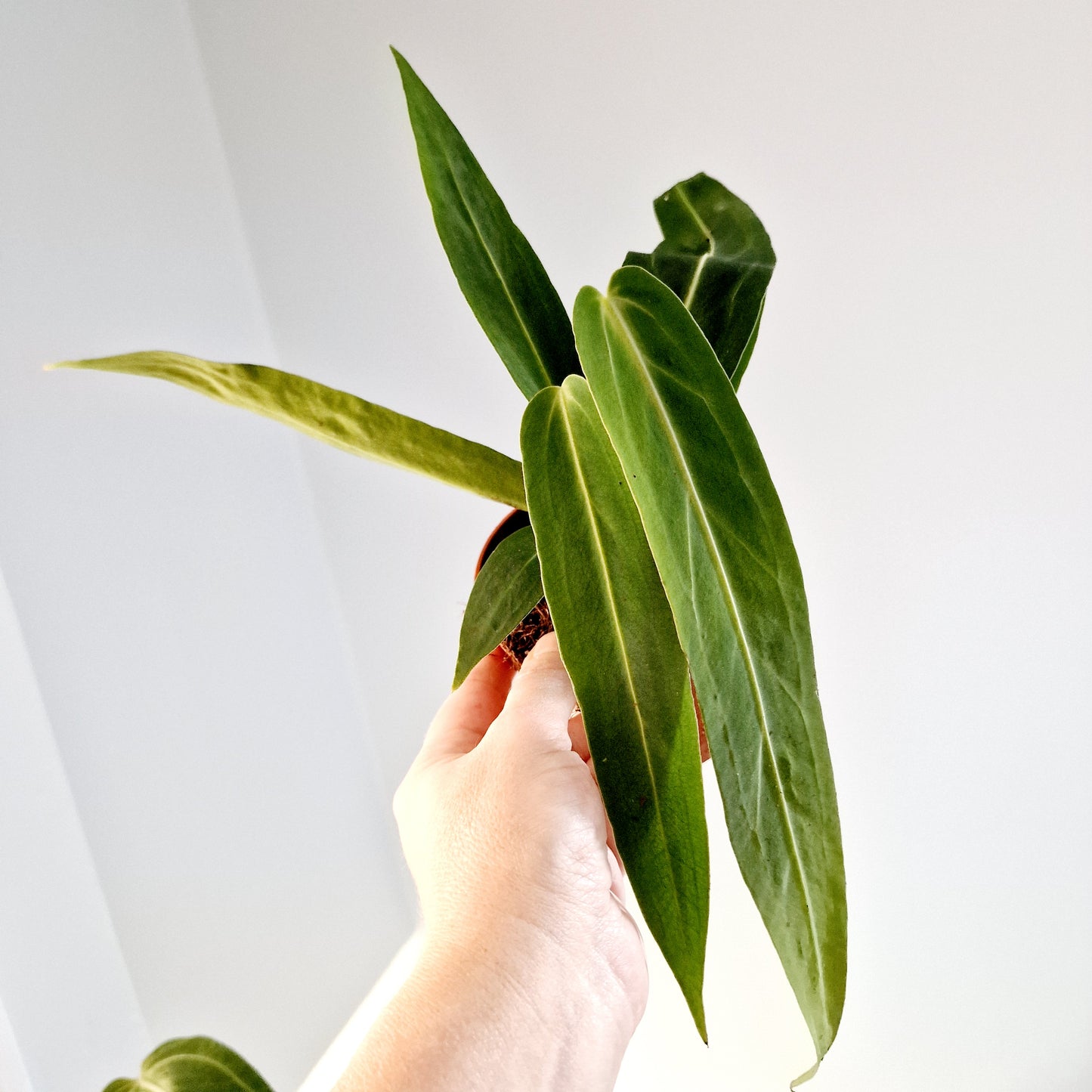 Anthurium Warocqueanum Rare Houseplant 10.5cm pot