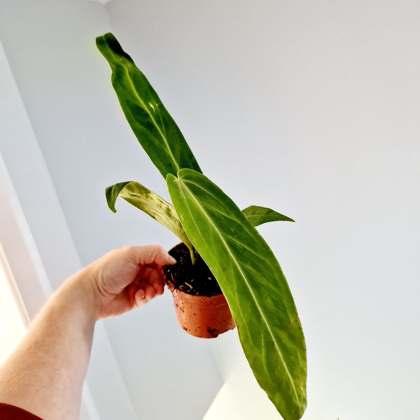 Anthurium Warocqueanum Rare Houseplant 10.5cm pot