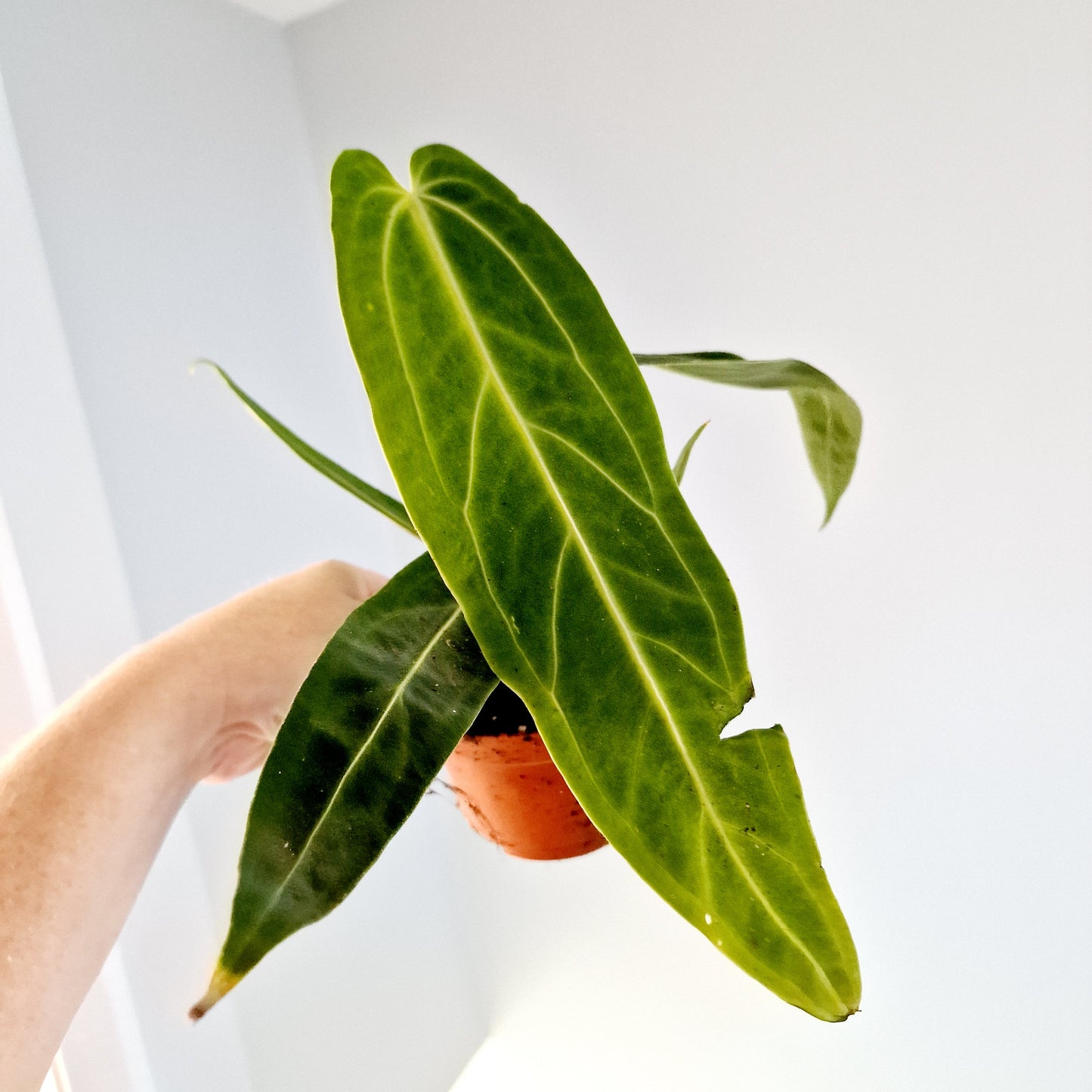 Anthurium Warocqueanum Rare Houseplant 10.5cm pot