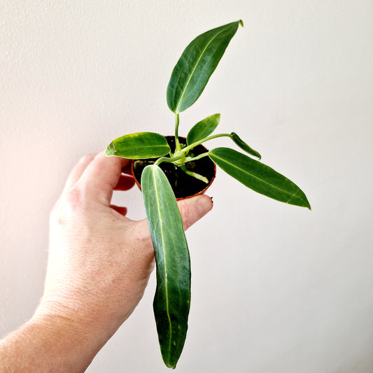 Anthurium Warocqueanum Rare Houseplant 6cm pot