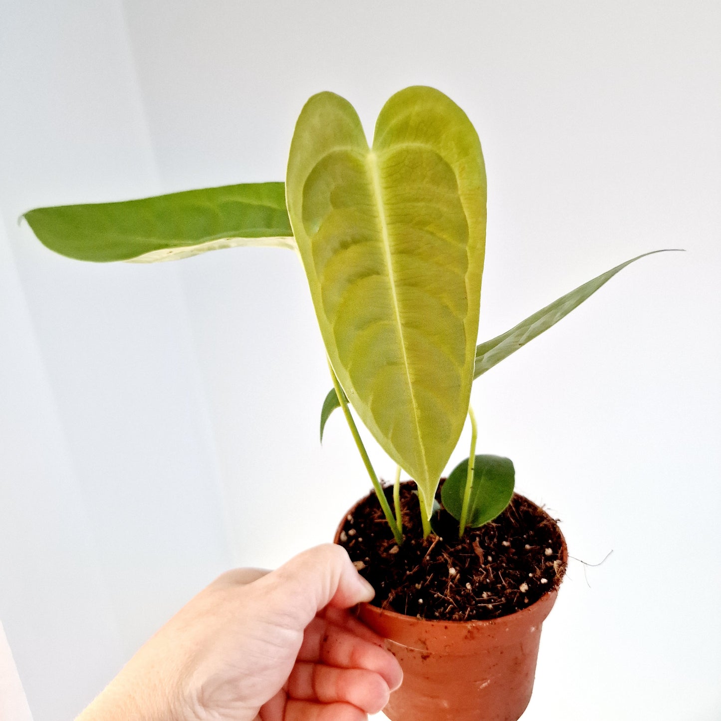 Anthurium Veitchii Rare Houseplant 10.5cm pot