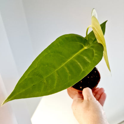 Anthurium Veitchii Rare Houseplant 10.5cm pot