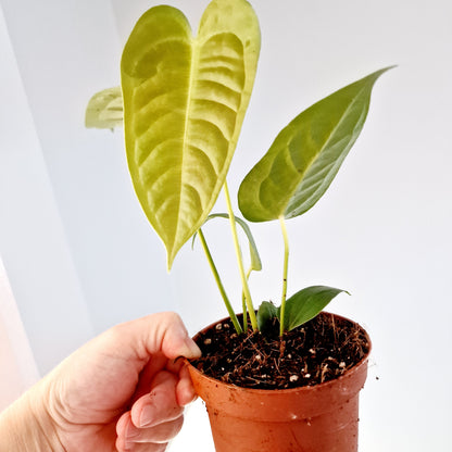 Anthurium Veitchii Rare Houseplant 10.5cm pot