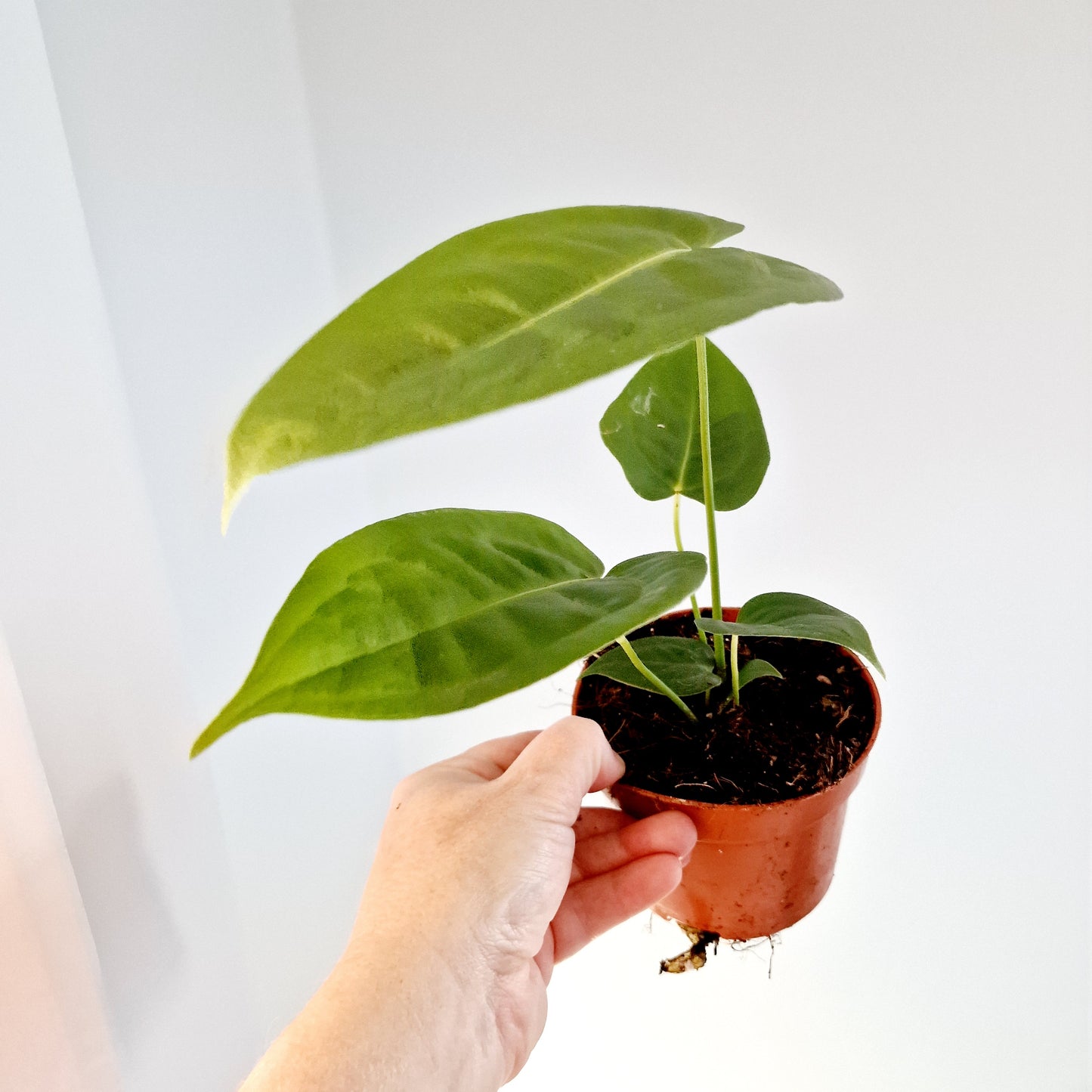 Anthurium Veitchii Rare Houseplant 10.5cm pot