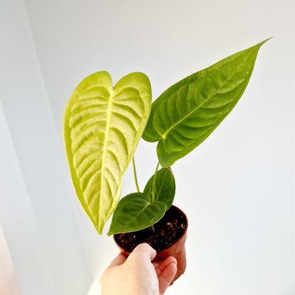 Anthurium Veitchii Rare Houseplant 10.5cm pot