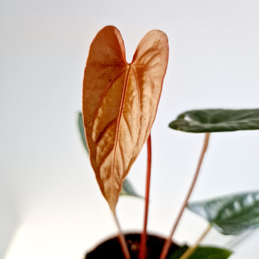 Anthurium Magnificum x Nigrolaminum Gigi Rare Houseplant 10.5cm pot