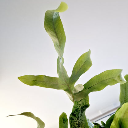 Phlebodium Aureum Blue Star Fern Houseplant 12cm pot