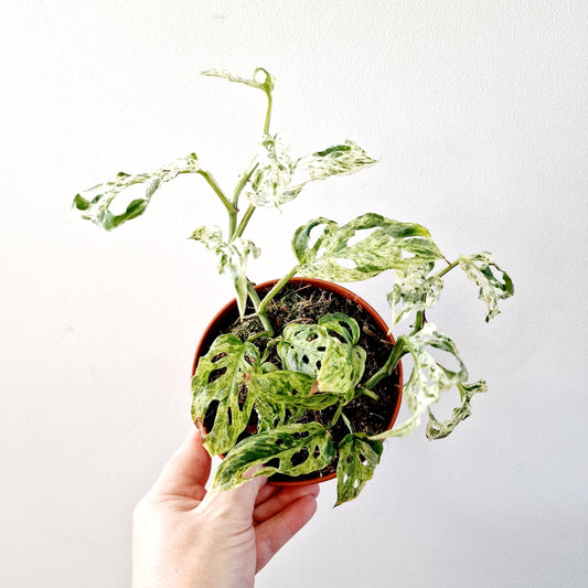 Monstera Frozen Freckles with multiple frowth points Rare Houseplant 12cm pot