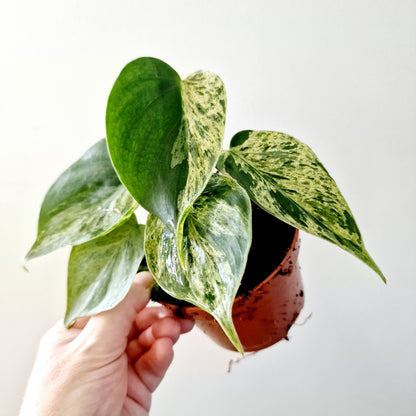 Philodendron Hederaceum Oxycardium Variegated Rare Houseplant 10.5cm pot no 1