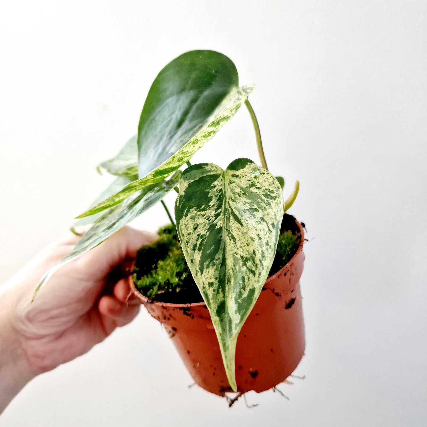 Philodendron Hederaceum Oxycardium Variegated Rare Houseplant 10.5cm pot no 1