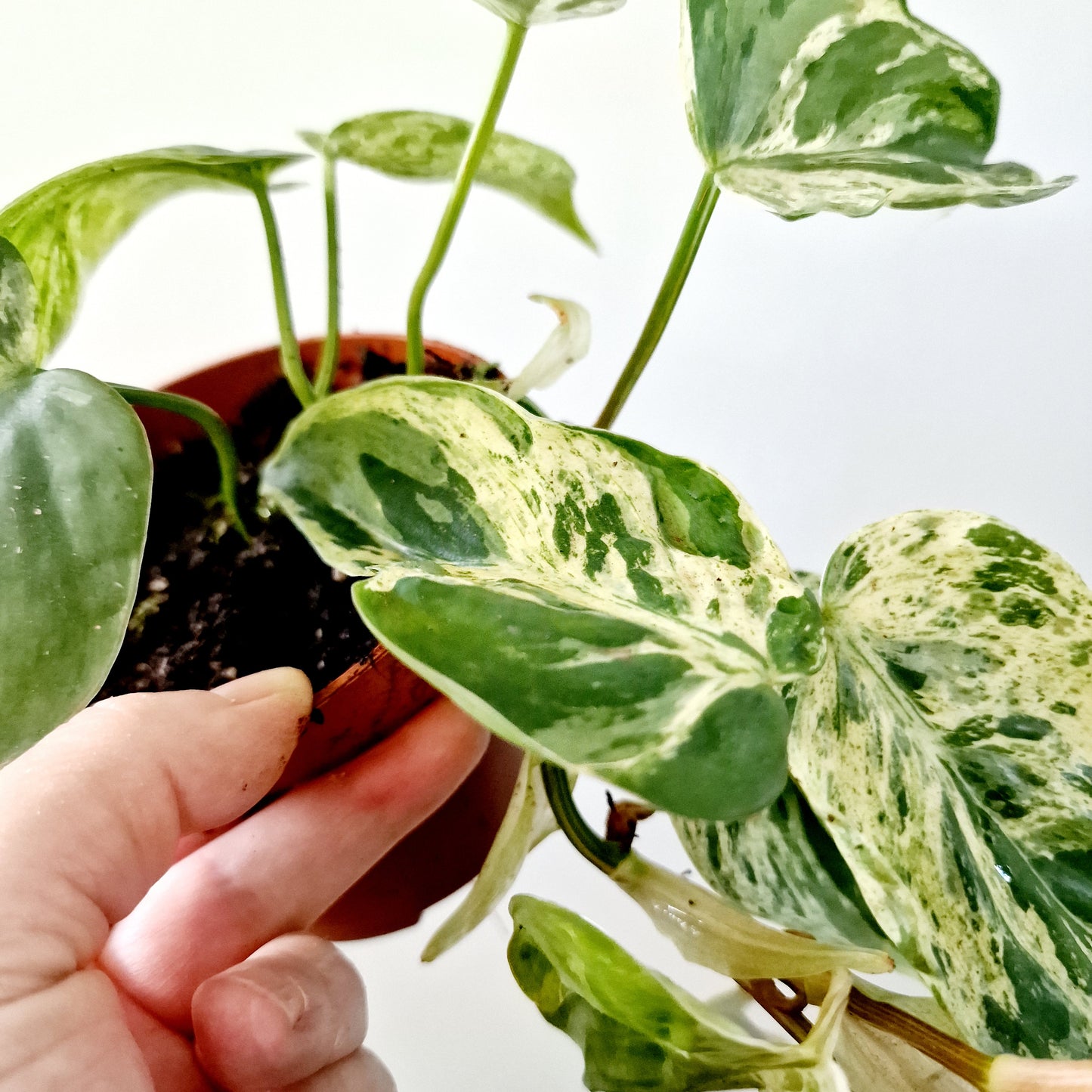 Philodendron Hederaceum Oxycardium Variegated Rare Houseplant 10.5cm pot no 2