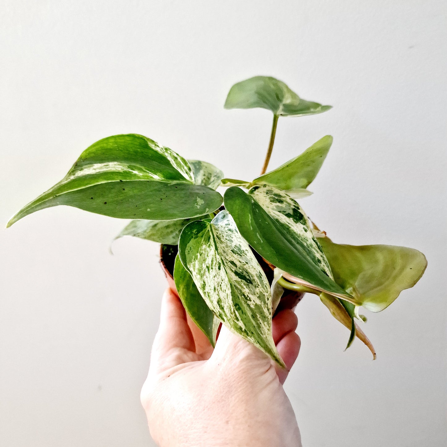 Philodendron Hederaceum Oxycardium Variegated Rare Houseplant 10.5cm pot no 3