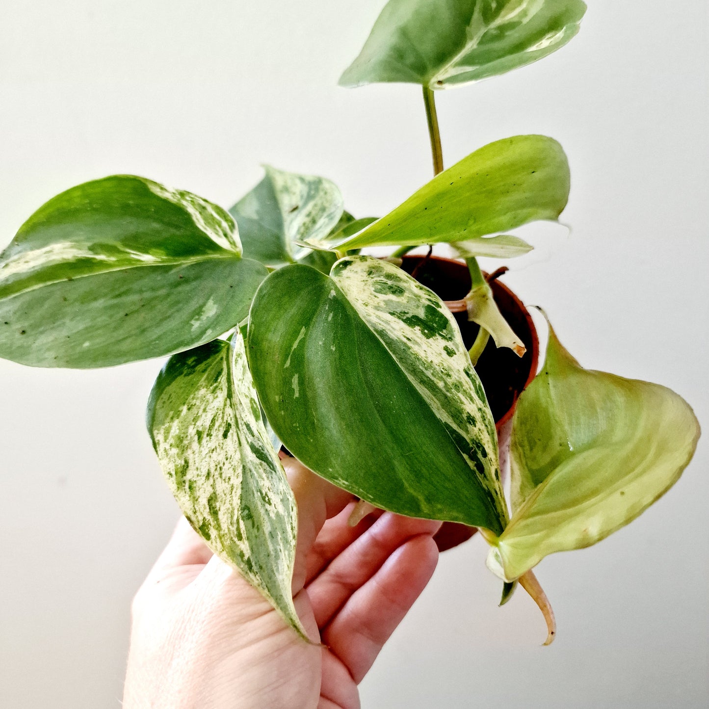 Philodendron Hederaceum Oxycardium Variegated Rare Houseplant 10.5cm pot no 3