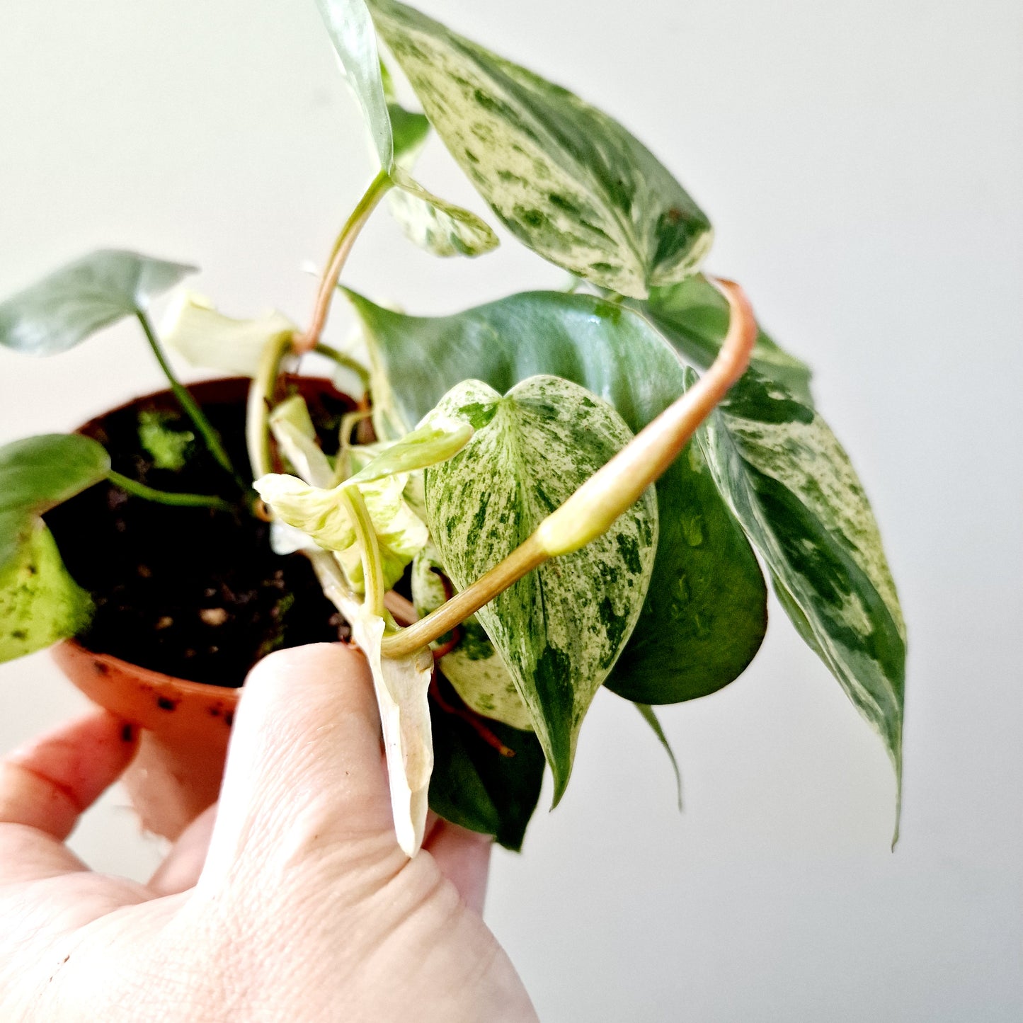 Philodendron Hederaceum Oxycardium Variegated Rare Houseplant 10.5cm pot no 4