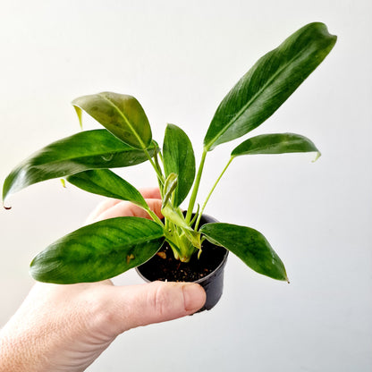 Philodendron Spiritus Sancti Houseplant 6cm pot