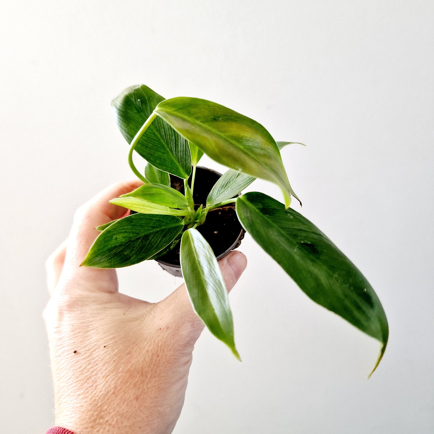 Philodendron Spiritus Sancti Houseplant 6cm pot