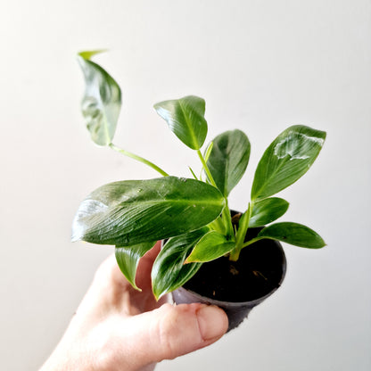 Philodendron Spiritus Sancti Houseplant 6cm pot