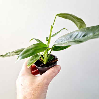 Philodendron Spiritus Sancti Houseplant 6cm pot