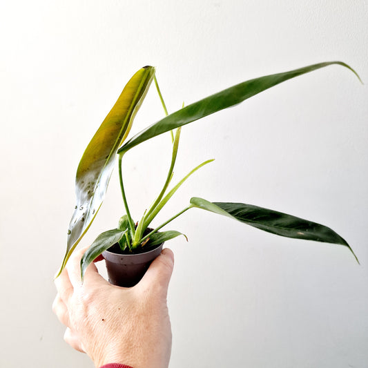 Philodendron Spiritus Sancti Houseplant 6cm pot