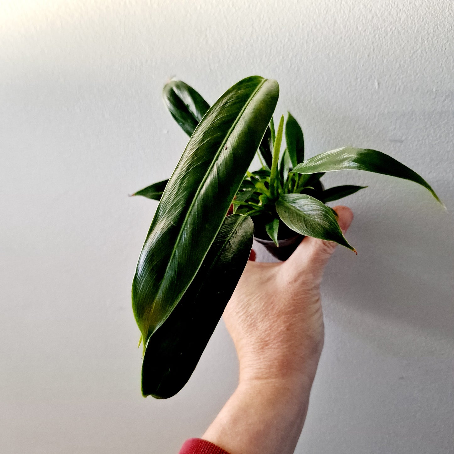 Philodendron Spiritus Sancti Houseplant with more than 1 plant growing in the 6cm pot