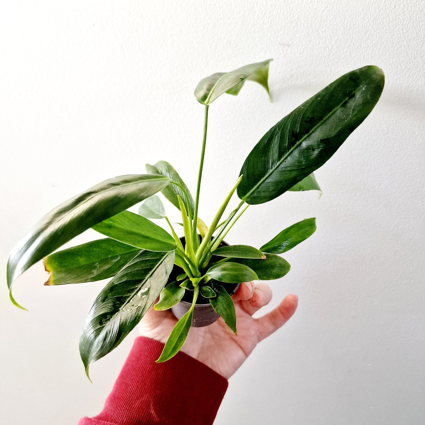 Philodendron Spiritus Sancti Houseplant with more than 1 plant growing in the 6cm pot