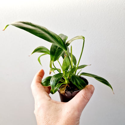 Philodendron Spiritus Sancti Houseplant with more than 1 plant growing in the 6cm pot